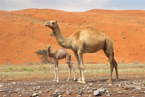 Dromedary .